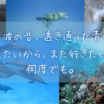 2025しまぽ通貨販売 海のイメージ